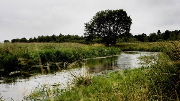  Fisk og planter må vente: Dansk vandløbsindsats er langt fra mål