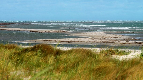 Læsø: Naturplejen er en uoverkommelig økonomisk opgave