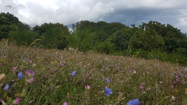 Danmark er bundskraber, når det kommer til natur, viser ny rapport.