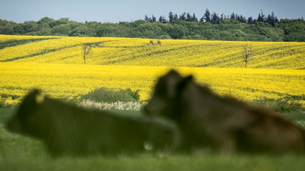 Glyphosat er det mest anvendte pesticid i Danmark og på verdensplan, skriver Annette Plesner. 