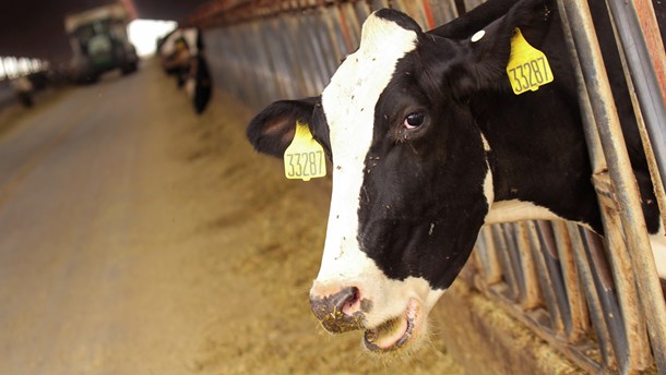 Vi bliver nødt til at se på de problemer, vi selv giver anledning til gennem vores store animalske forbrug og produktion, skriver Cindie Ørnstrup og Bente Hessellund Andersen. 