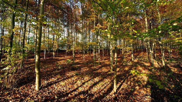 Grøn kritik af ny klima-skovfond: Danmarks trængte natur bliver glemt