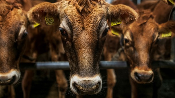 Wermelin går sammen med landbruget om at bekæmpe luftforurening