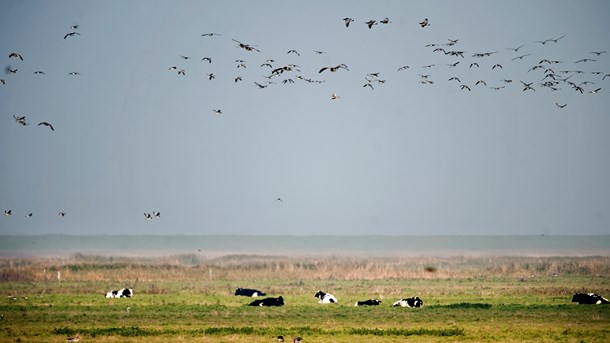 Friluftsrådet: Begrænset adgang kan ødelægge folkets opbakning til naturen