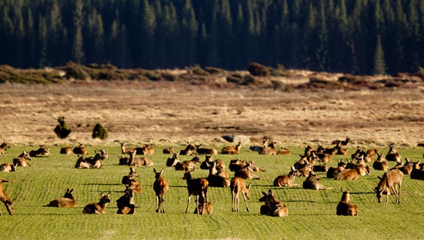 Forskere: Genforvildning vil skabe problemer – både juridisk og for naturen