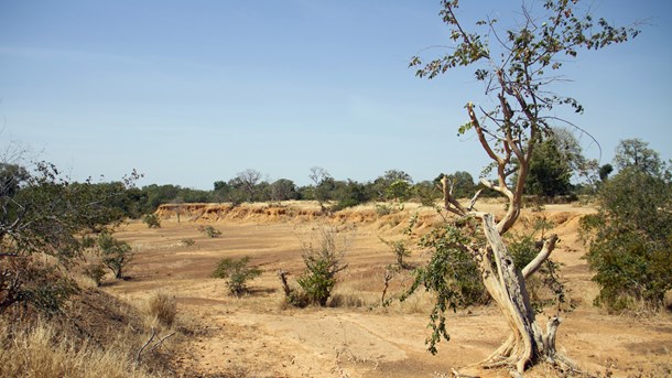 Klimaforandringer forværrer en i forvejen grel humanitær krise i Sahel, skriver Rasmus Stuhr Jakobsen. 