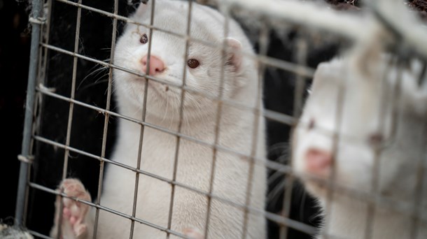 Ammoniakudledning fra minkene skader  den natur, der ligger i nærheden af minkfarmene.