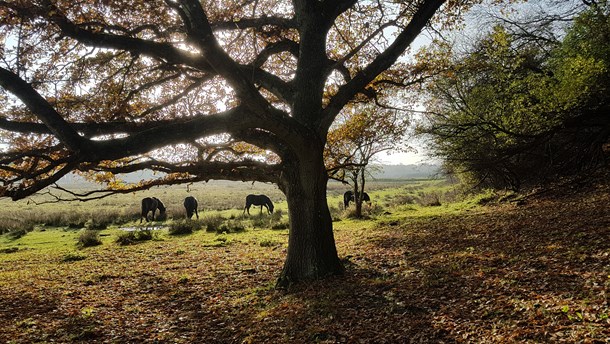 Forskere i biodiversitet: Vildere natur er ikke en trussel mod naturen