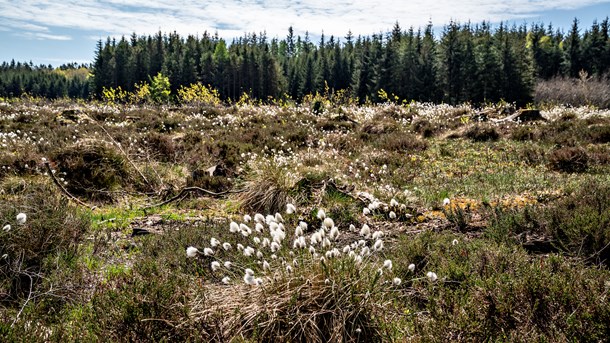 Rune Engelbreth: Vildere natur truer ikke natur