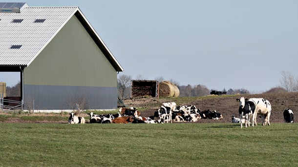 Seks organisationer: Fremtiden for fødevareproduktionen er plantebaseret