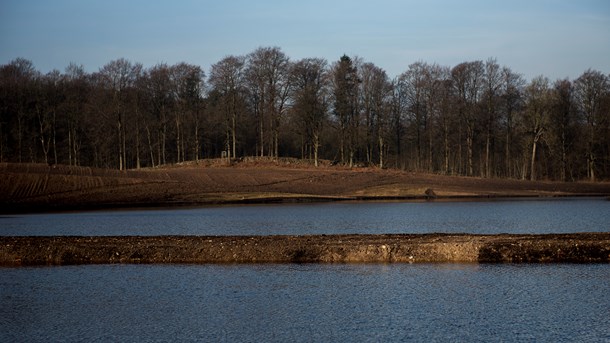 Der er flere positive sidegevinster ved genetablering af vådområder såsom CO2-reduktioner. Natur og biodiversitet vinder stort på det, skriver Thor Gunnar Kofoed. 