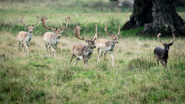 Verdens Skove: Naturreservater skal være så store som muligt