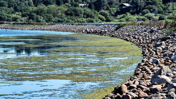 Professor om kvælstofreduktion: Landbrugsjord skal ud af drift i 