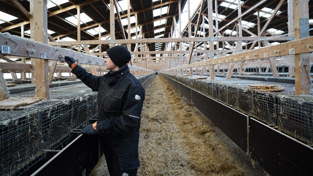 Altinget Erhverv lanceres 20. januar og kommer til at dække de politiske beslutninger med betydning for virksomhedernes rammer. På billedet er minkfarmer Ann-Mona Kulsø Larsen