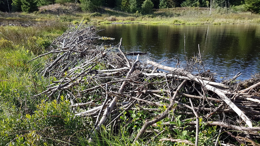 Ejrnæs om lovforslag: Skammer regeringen sig over vild natur?