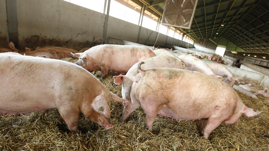 Prehn afviser at stille krav om mindre animalsk produktion