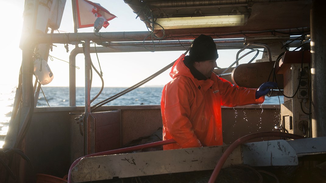 Skånsomt Kystfiskeri: Det er ikke længere fiskeriet, der truer ålebestanden