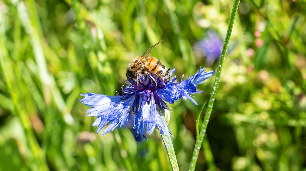 Dasguptas biodiversitetsøkonomi værdisætter natur og biodiversitet som reelle aktiver.