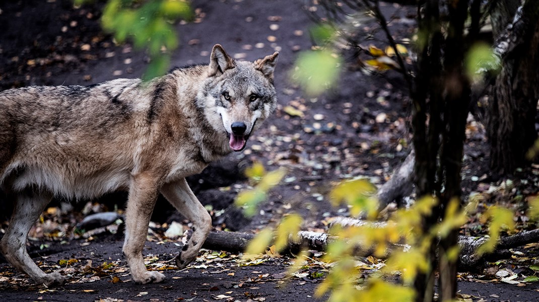 Jæger efter ulvedrab: Faunaforbrydelser skal efterforskes og straffes hårdere