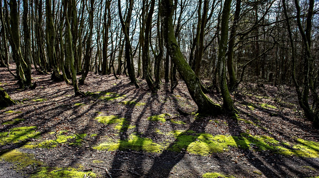 Seges: Kraftig oprydning i regler og tilskud giver mere og bedre natur og biodiversitet 