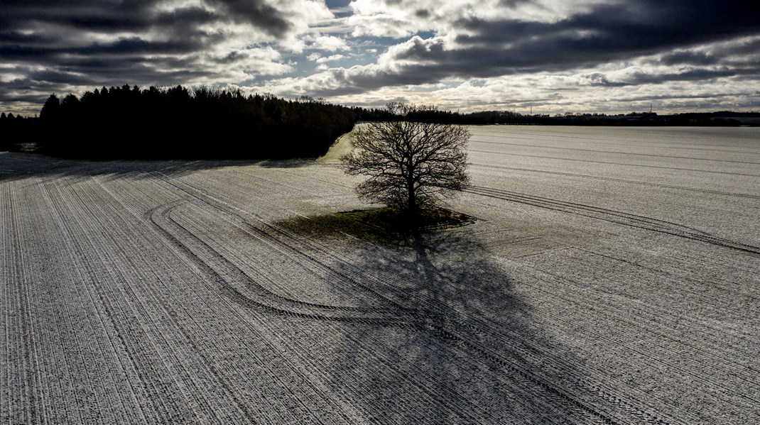 Naturen bliver til et månelandskab af golde stubbe og flis