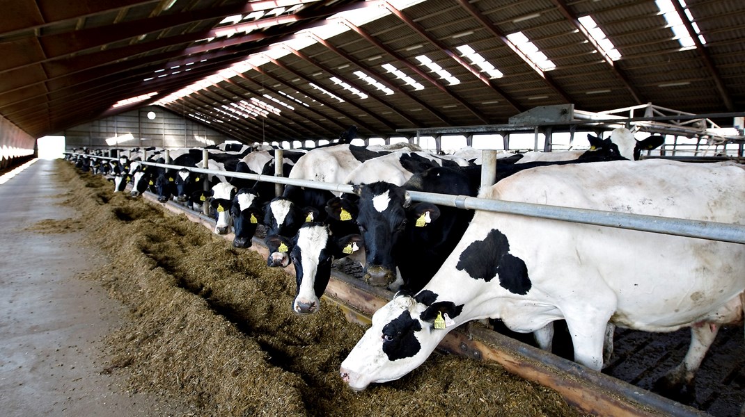 Kvæg- og mælkeproduktion er blandt de landbrugsgrene, der vil blive meget hårdt ramt af en ensartet afgift. 