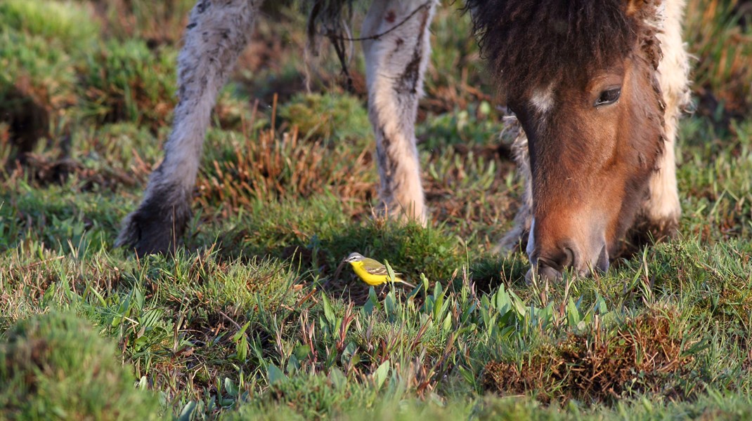 Naturnationalparkers Venner: Useriøse og forkerte påstande afsporer debatten