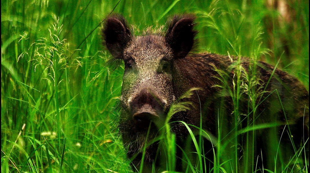 Dyr som vildsvin, vilde heste og bison skal være med til at genskabe naturens egne processer i de 15 naturnationalparker. Men de udsatte dyr er domesticerede dyr og kan ikke sammenlignes med deres oprindelige vilde ophav, skriver Britta Riis.