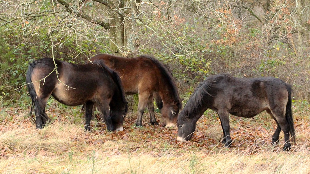 Naturplejer til Ejrnæs: På statens arealer lader man dyr sulte ihjel og kalder det 'rewilding'