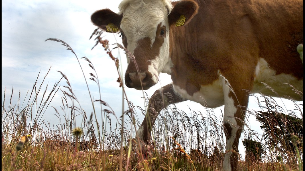 En sag om kødkvæg, der døde af sult på Mols Bjerge denne vinter, har skabt debat om statens naturområder og rewilding-projekter.