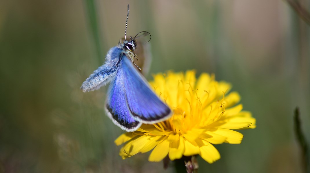 WWF: Sådan bør det nye Biodiversitetsråd udformes 