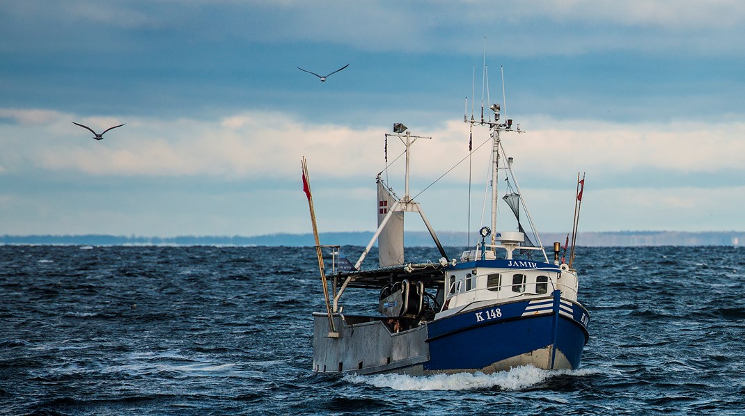 Hvis vi gør det rigtigt, kan bestandene af fisk i beskyttede områder eksportere fisk, fiskeæg og larver fra beskyttede områder til tilstødende områder, hvor der fiskes, skriver Martin Lidegaard og Morten Messerschmidt.