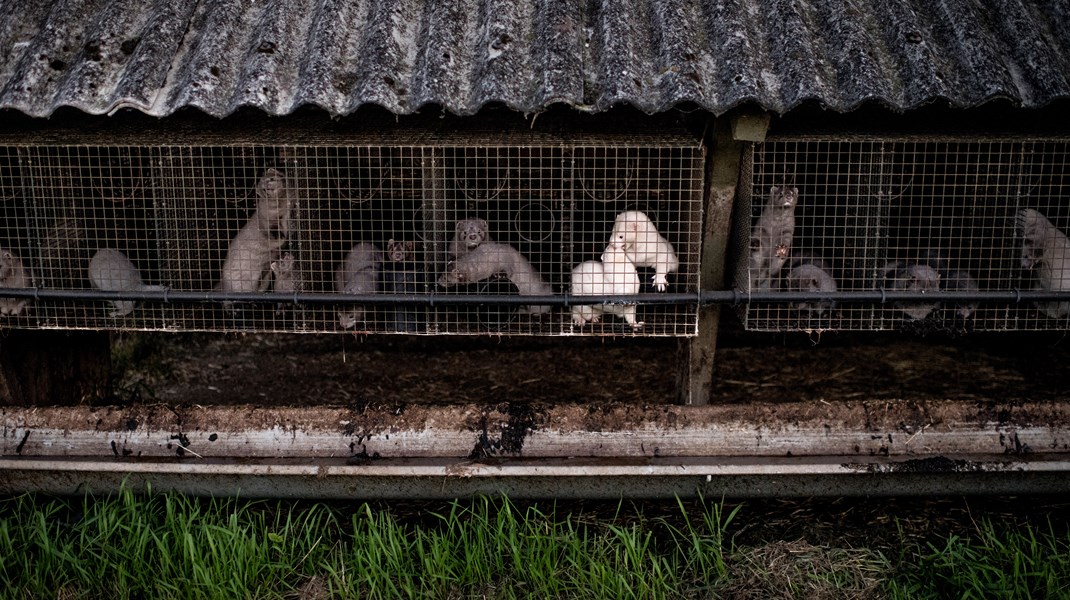 Det veterinære felt er så bredt, specifikt og unikt, at kun veterinærer kan lede det. Men i Danmark er det læger, ingeniører og djøffer, der styrer det veterinære, skriver Jens Laurits Larsen.