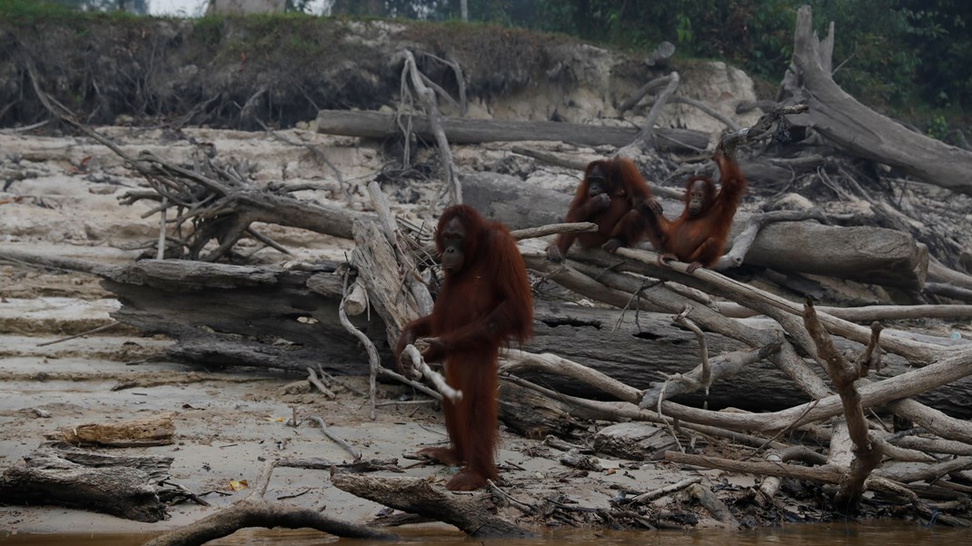 Red Orangutangen: Udviklingsstrategien skal fokusere på klima og natur frem for geografi