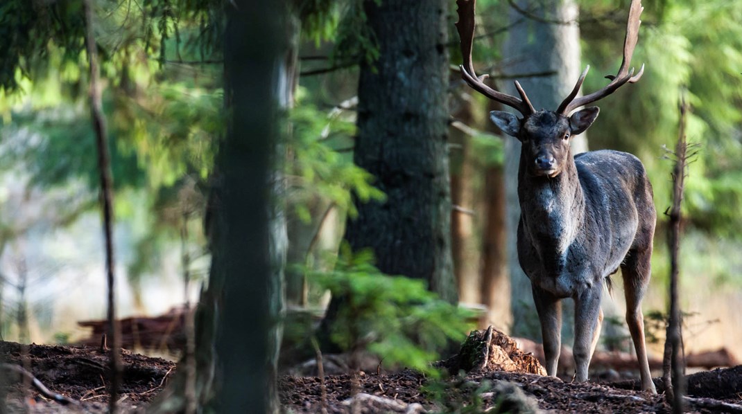 Forfattere: Danskernes naturforståelse er under gennemsnittet i Europa