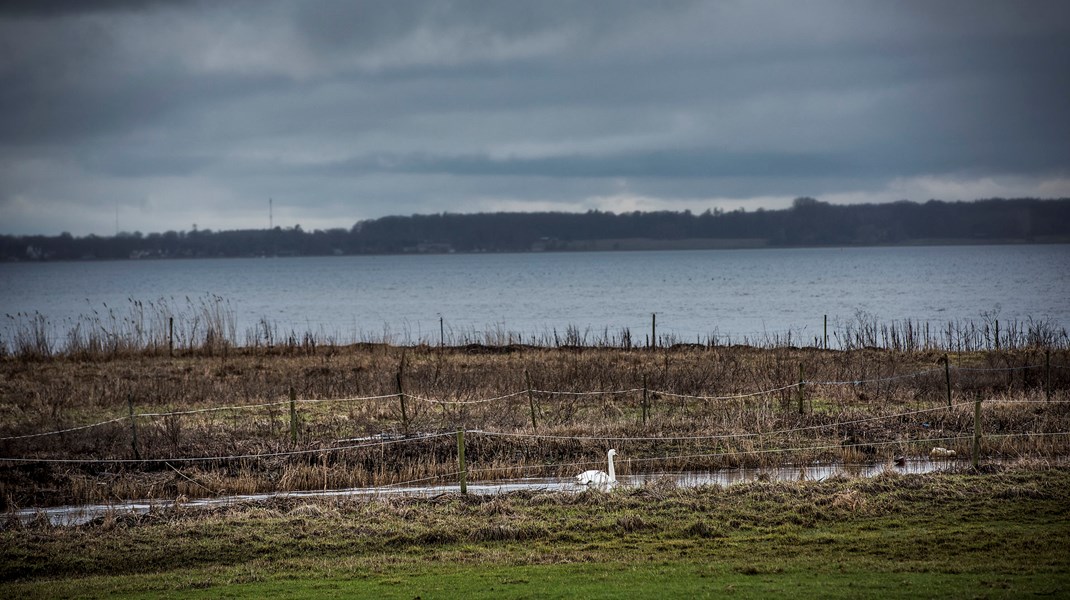 Drop ensidige fokus på kvælstof til fordel for en helhedsorienteret tilgang baseret på en forståelse af den enkelte fjords udfordringer, skriver Marie Østergaard og Anders Panum Jensen. Her Roskilde Fjord ved udløbet af Havelse Å.