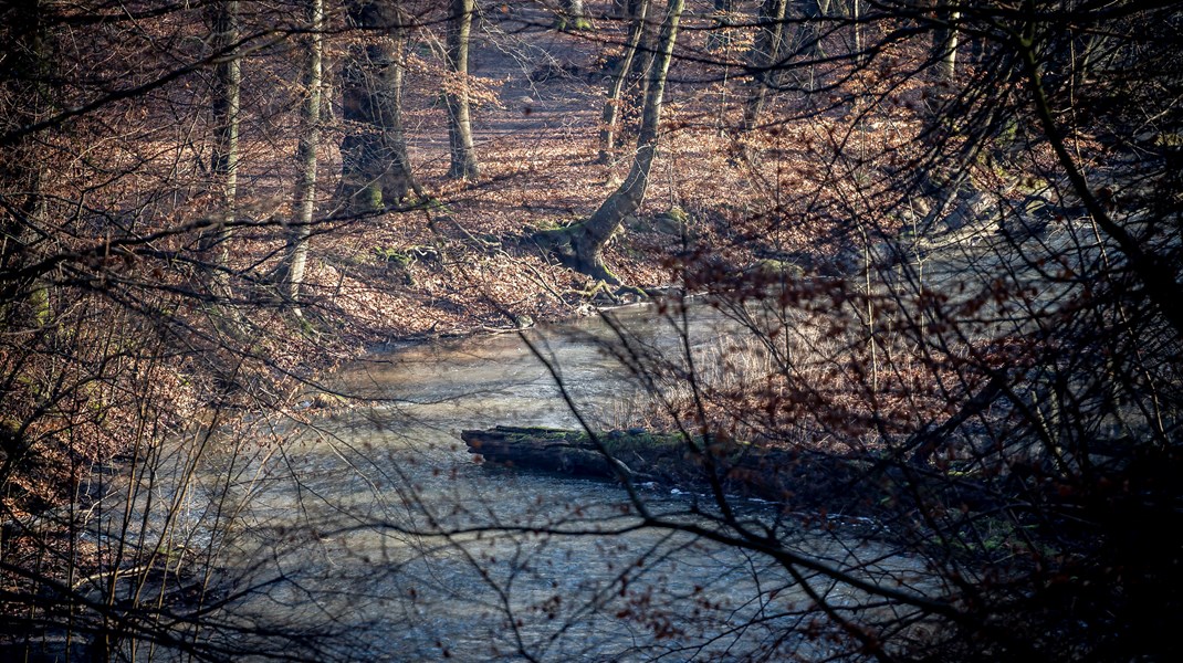 Vi skal lade udvalgte skove gro og blive gamle, og sætter drænede moser og enge under vand igen de mest oplagte steder. Det giver sikre gevinster for biodiversitet og klima, skriver Anders Højgård Petersen, Lars Dinesen og Carsten Rahbek.