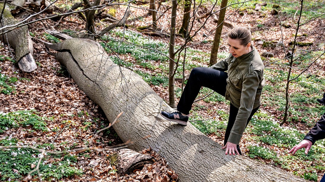 Statsminister Mette Frederiksen forcerede en træstamme, da hun i april måned i år besøgte den kommende nationalpark ved Fussingø nær Randers. Nu skal et lovforslag stemmes igennem, der skal sikre etablering af 13 nye naturnationalparker.