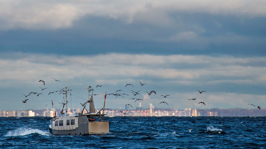 Danmarks Fiskeriforening: Det er ikke mirakelmedicin for naturen at begrænse trawlfiskeri