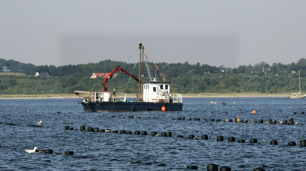 Foreningen for skånsomt kystfiskeri (FSK) ønsker at smide en bombe under fiskeriet efter muslinger i Limfjorden. De er tilsyneladende godt misundelige på de fiskere, som knokler i kystfiskeret der. 