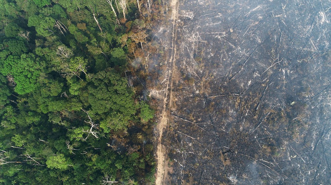 Skovrydningen fortsætter, og derfor appellerer WWF Verdensnaturfonden til at sætte en handlingsplan i søen, der omfatter alle relevante produktgrupper såsom soja, kaffe, kakao, palmeolie, tømmer og gummi.