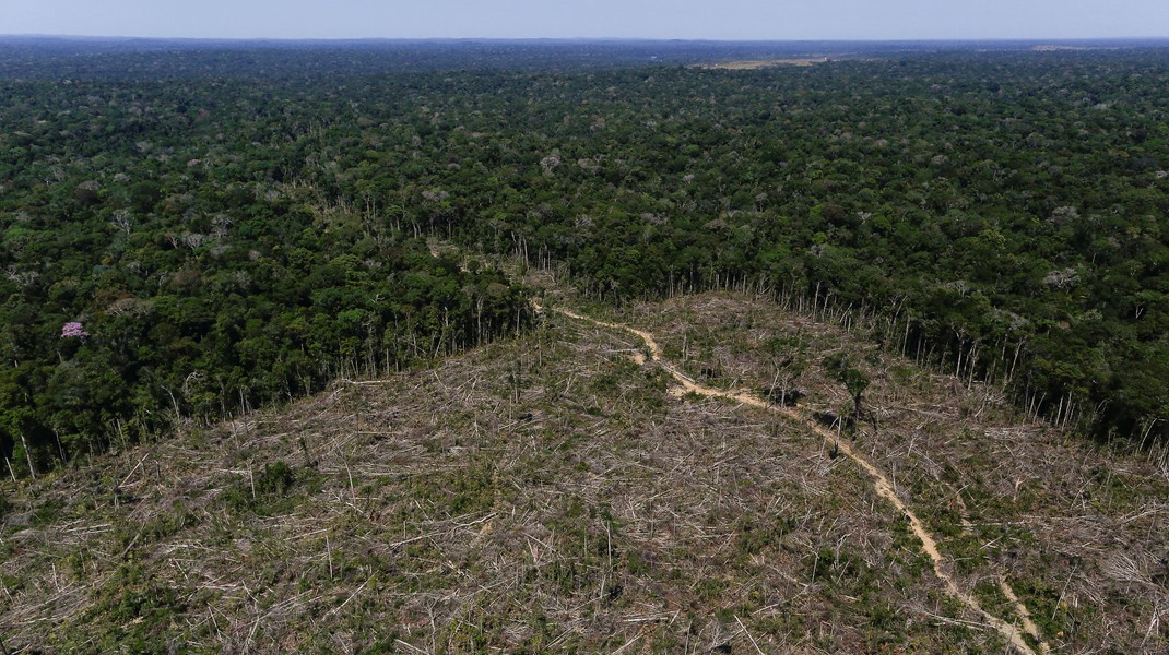 Grønne ngo'er: Absurd ikke at medregne afskovning i Danmarks globale klimaaftryk