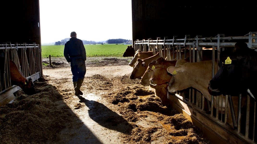 Seniorrådgiver om EU's nye landbrugsreform: Derfor kan danske landmænd blive ramt hårdere