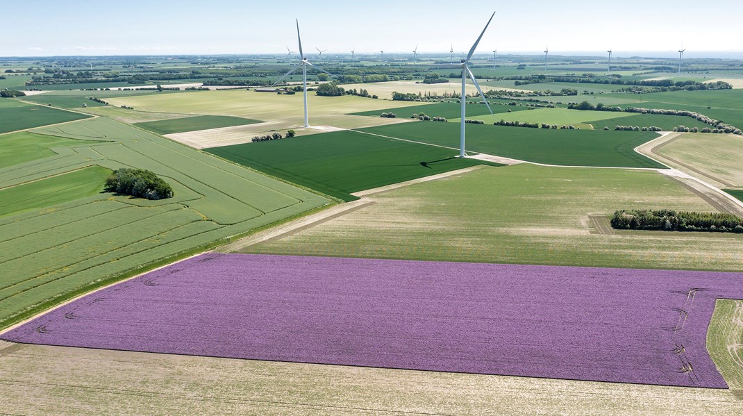 Både forskere, SF og Dansk Erhverv har i sommerens løb givet deres bud på en mere plantebaseret dansk fødevareproduktion i fremtiden. Her ses en purløgsmark i fuldt flor.