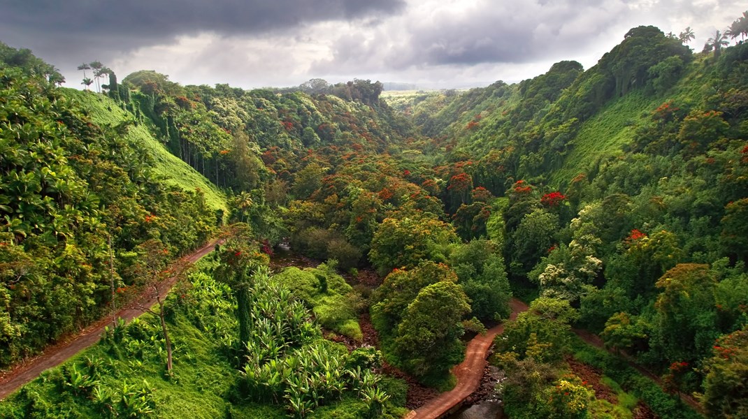 Verden er i en biodiversitetskrise, hvor arter uddør i et omfang, der ikke er set i millioner af år.