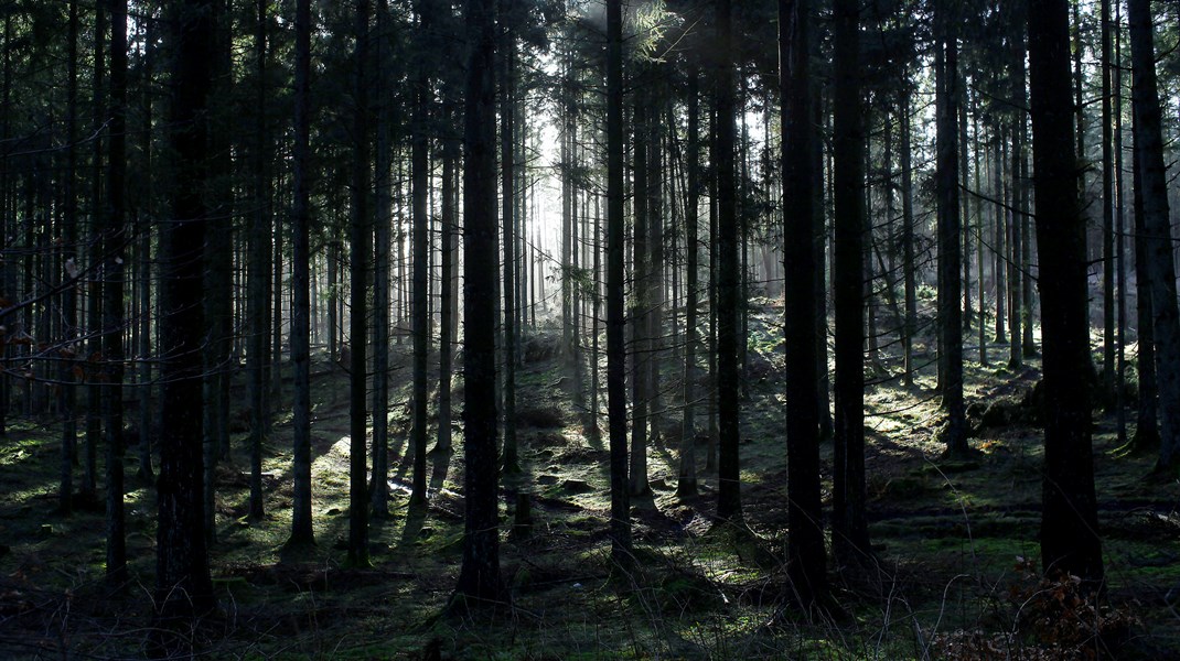 Danske skove lagrer fire millioner tons CO2 årligt, men bliver ofte overset, når der uddeles støtte, skriver Steen Vincens Riber.