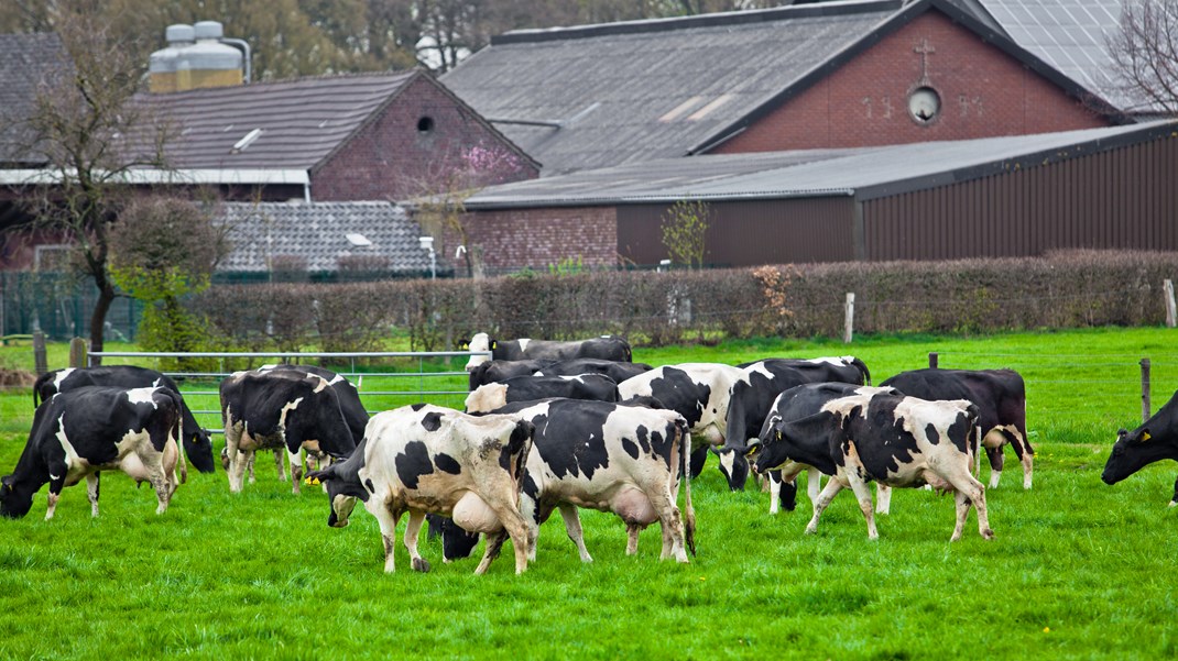 Fhv. forperson i Veganerpartiet: Vækst er ikke et succeskriterium