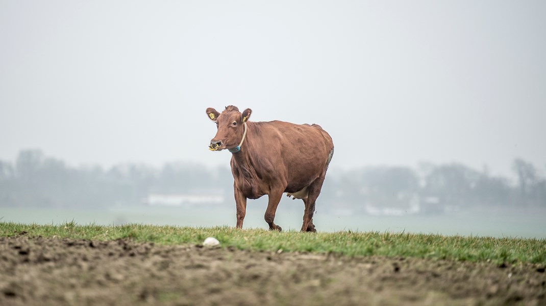 Det er afgørende, at omkostninger for natur, drikkevand, dyrevelfærd og risiko for antibiotikaresistens regnes med i bedriftsregnskaberne på lige fod med klimaet.