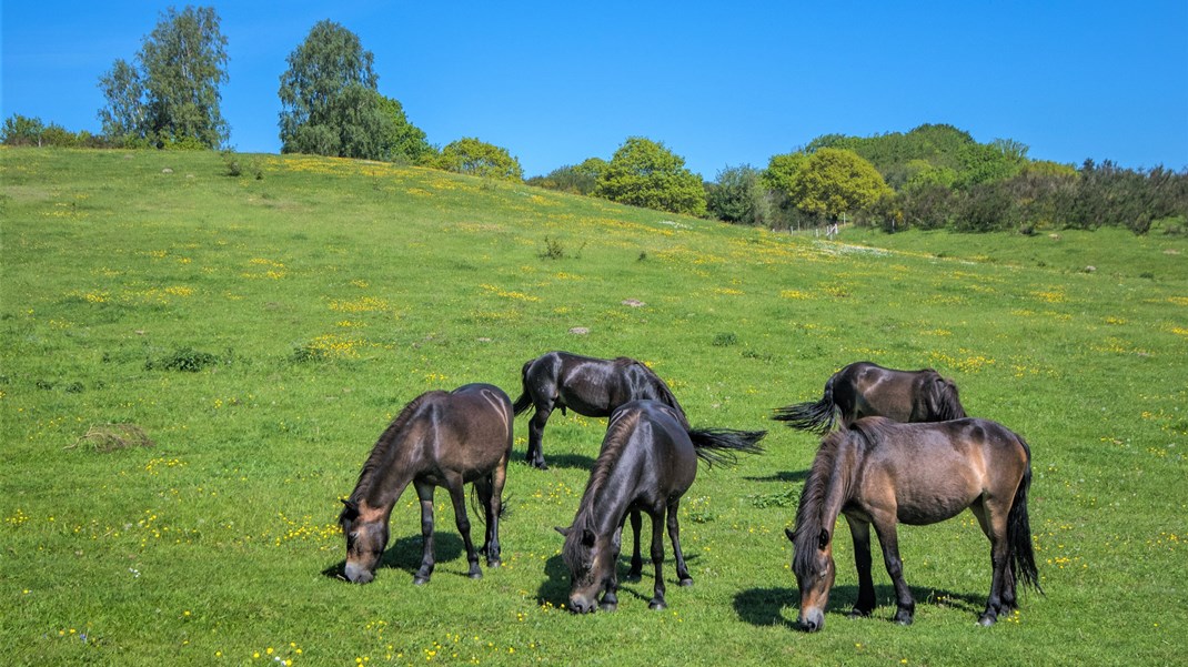 Egoismens kavalerister blæser til kamp imod vildere natur