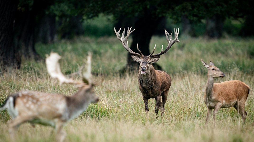 Nabo til naturnationalpark: Importerede dyr bag strømførende hegn giver ikke mere vild natur